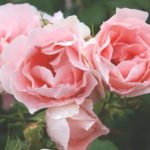15 Best Varieties of Grandiflora Roses