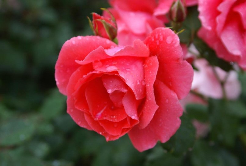 15 Best Varieties of Grandiflora Roses