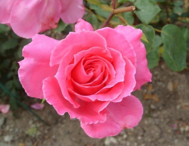15 Best Varieties of Grandiflora Roses - Best Landscape Ideas