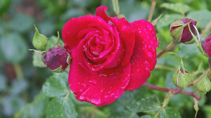 15 Best Varieties of Grandiflora Roses