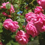 15 Best Varieties of Shrub Roses