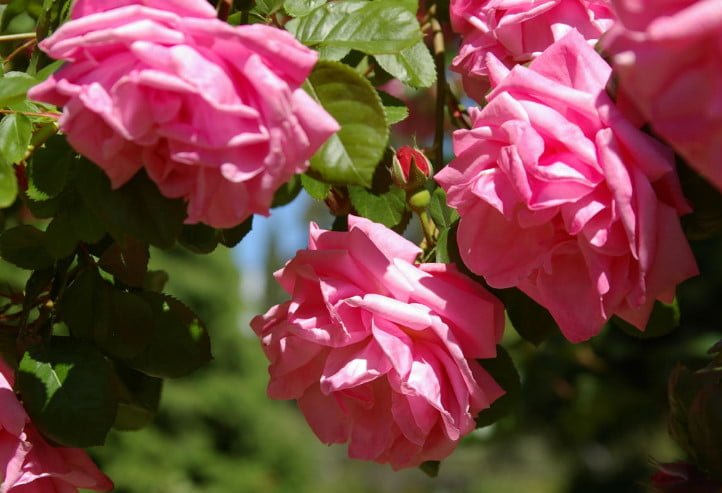 15 Best Varieties of Shrub Roses