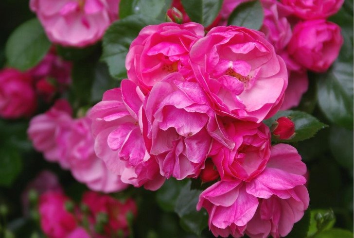 15 Best Varieties Of Shrub Roses Best Landscape Ideas