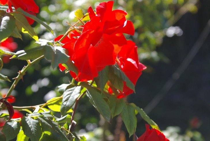 15 Best Varieties of Shrub Roses