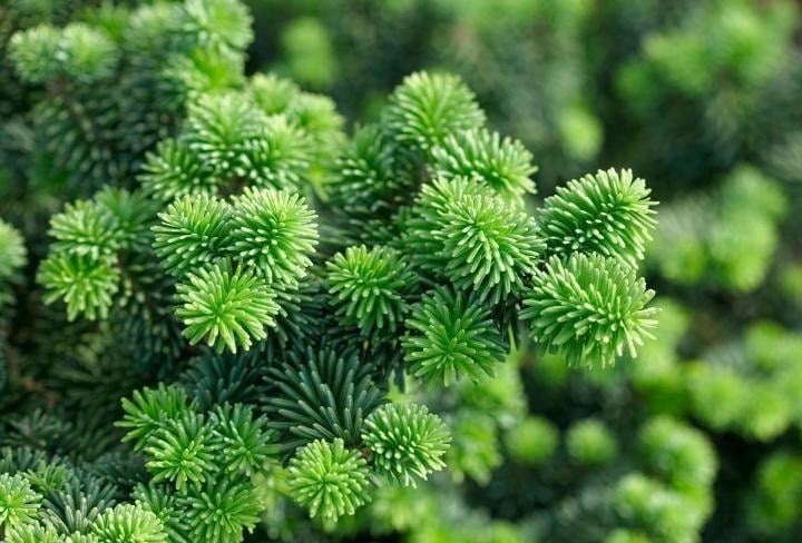 Healing Abies-the Queen of Beauty!