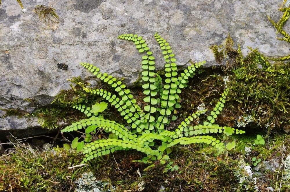 This Mysterious Polypodiophyta... - Best Landscape Ideas