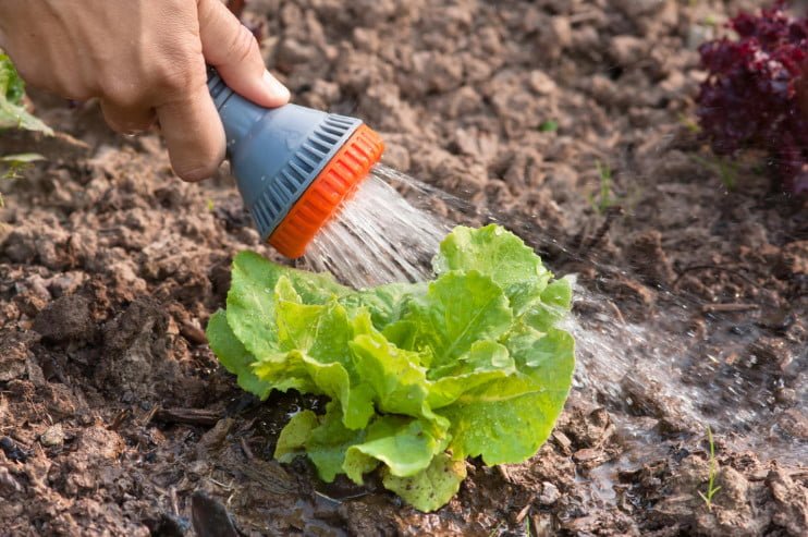 The three Most Popular Mistakes that Gardeners Make