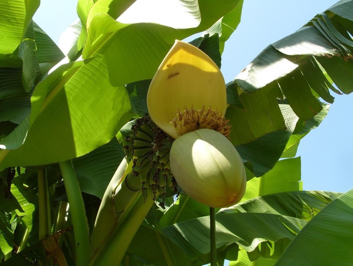 Banana Blossom