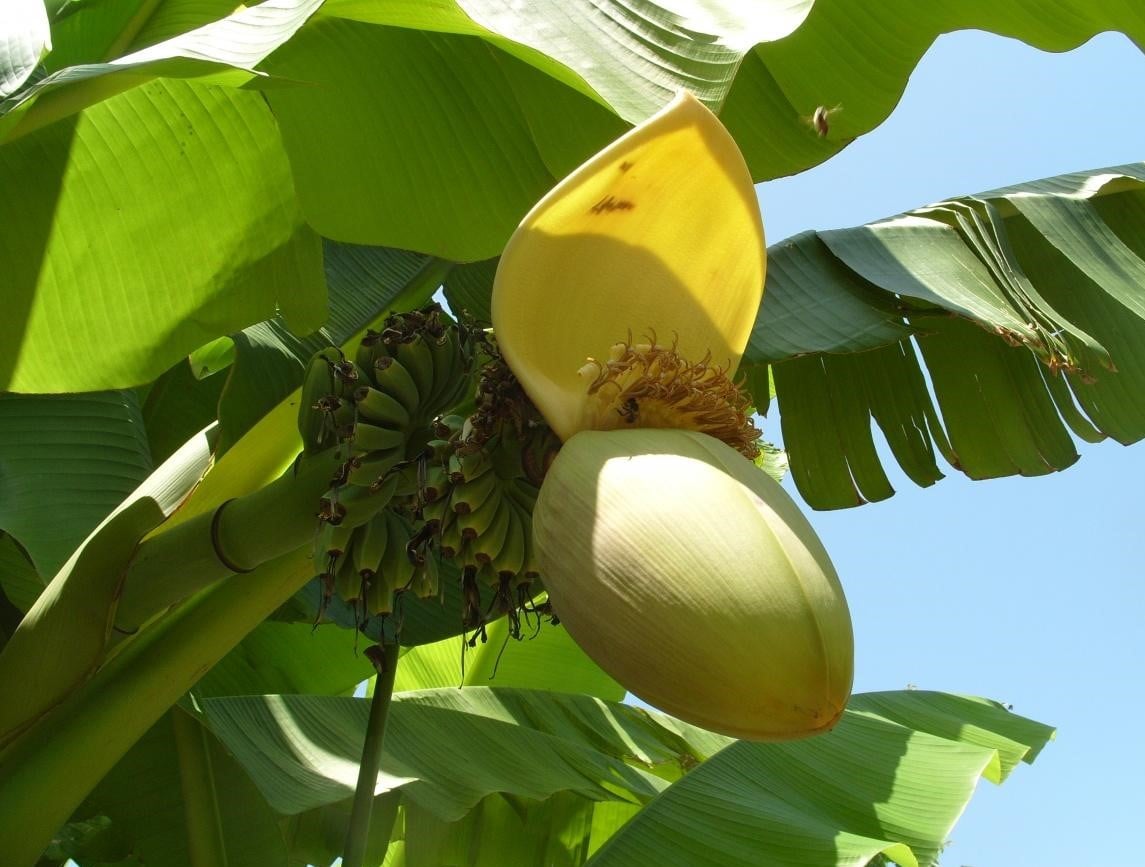 Banana Blossom