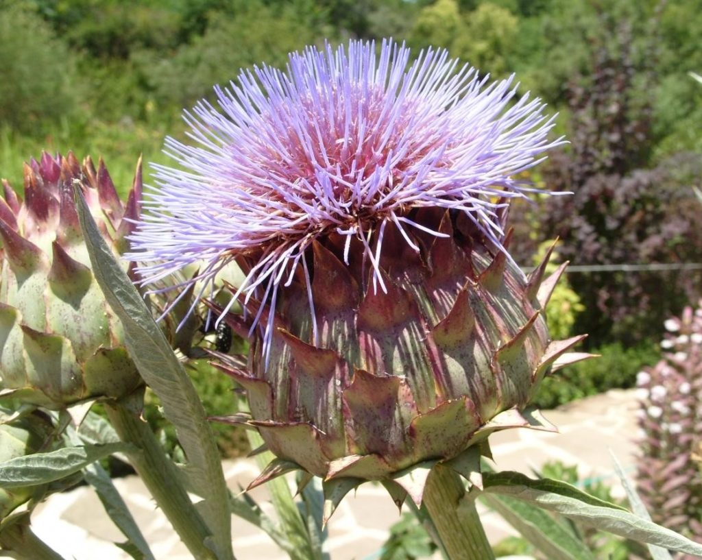 Harvesting of Useful Plants for the Winter