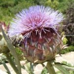 Harvesting of Useful Plants for the Winter