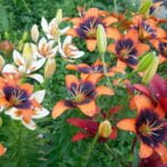 5 Ways of Reproduction of Lilies