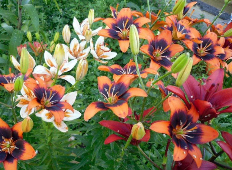 5 Ways of Reproduction of Lilies Best Landscape Ideas