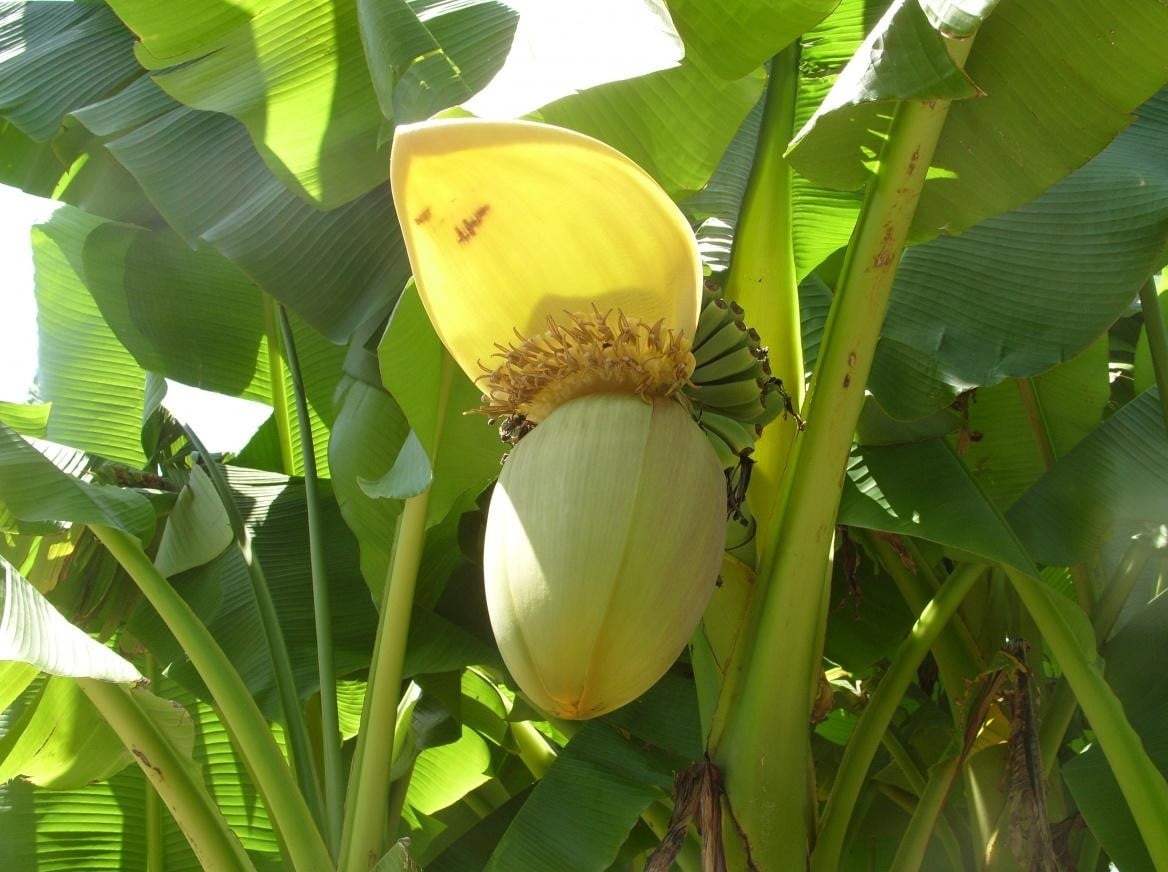 Banana Blossom