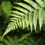 This Mysterious Polypodiophyta…