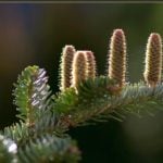 Healing Abies-the Queen of Beauty!