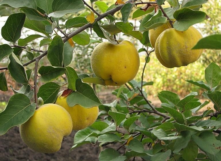 Quince - "Noble Apple"