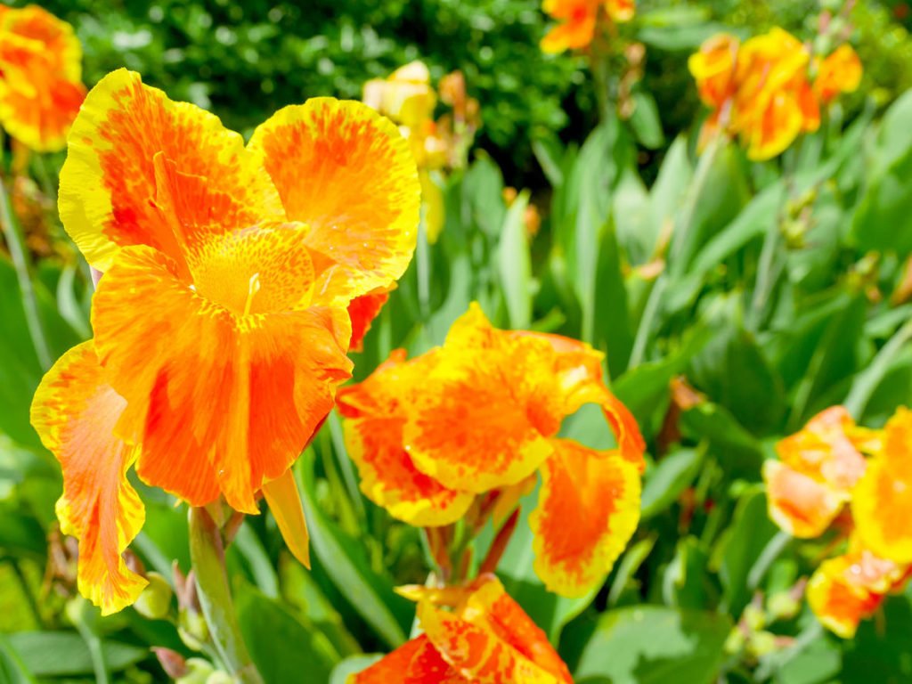 TOP 9 Secrets of Browing Canna Generalis