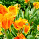 TOP 9 Secrets of Browing Canna Generalis