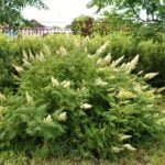 A Fieldfare: Four Colors for the Season