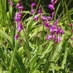 Beautiful Stranger — Bletilla striata