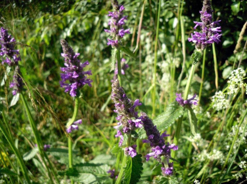 Betonica Officinalis — What Kind of Plant?