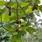 Actinidia: Variety of Species and Growing in the Garden