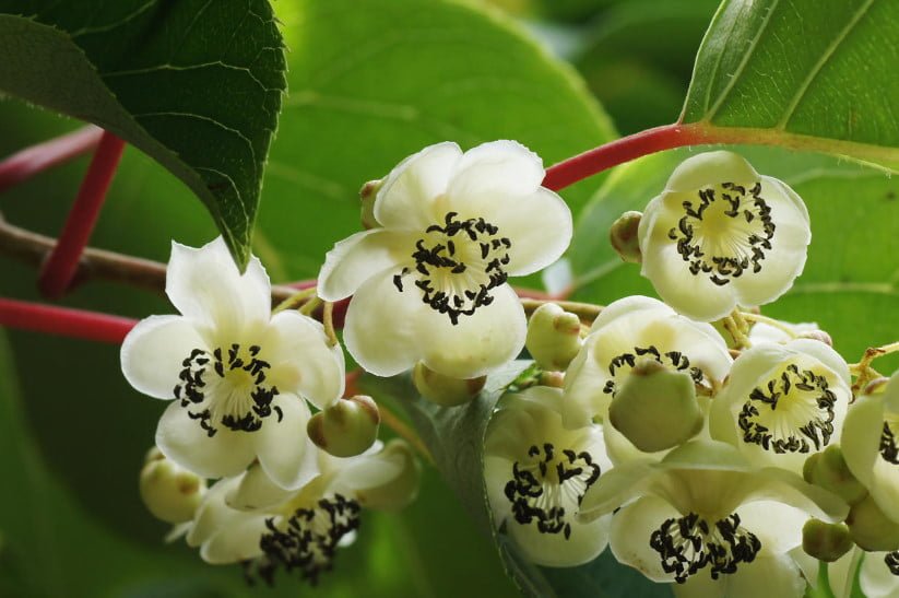 Actinidia: Variety of Species and Growing in the Garden