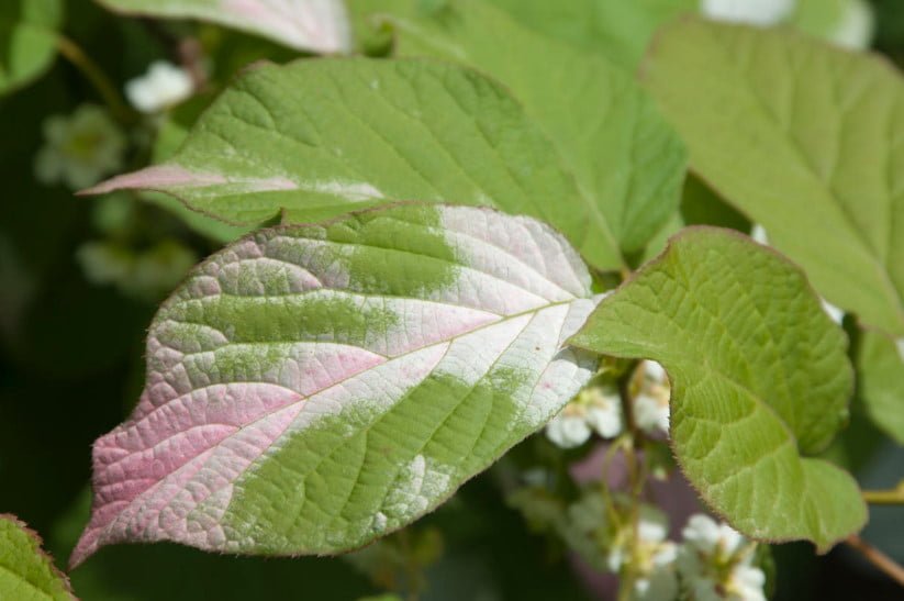 Actinidia: Variety of Species and Growing in the Garden