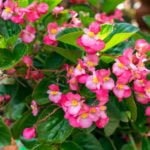 Begonias, Flowering Forever Grown in Garden