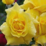 Best Floribund Roses: White, Yellow, Blue