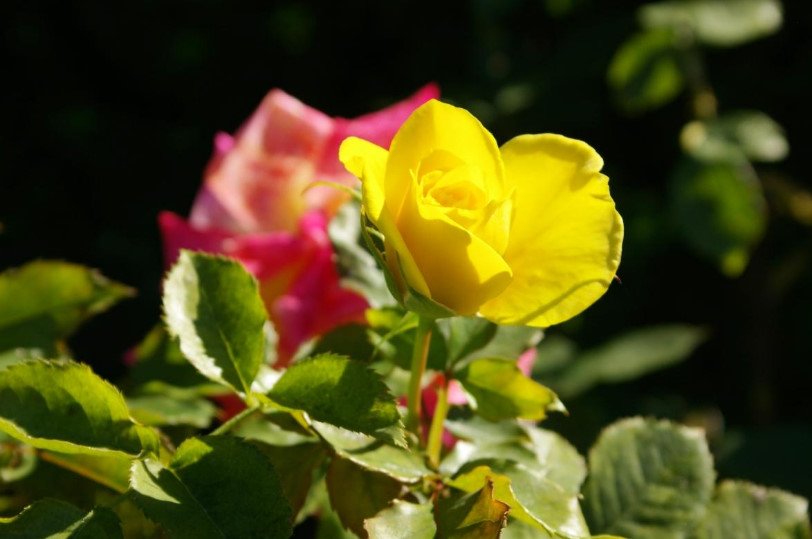 Best Floribund Roses: White, Yellow, Blue