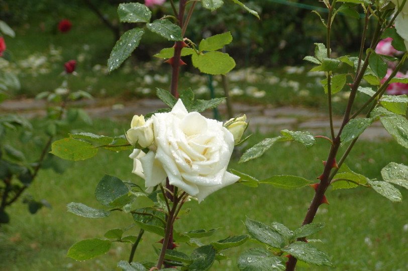 Best Floribund Roses: White, Yellow, Blue