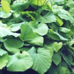 Birthwort for Vertical Gardening Garden