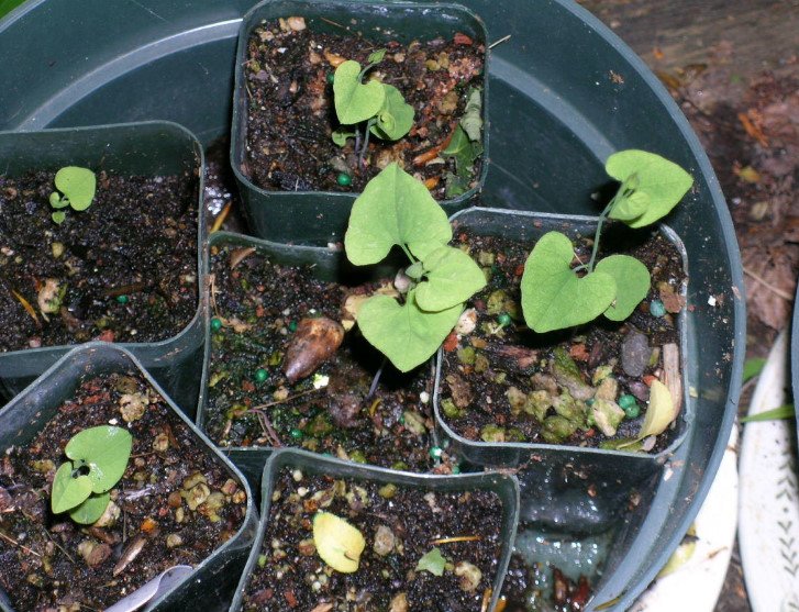 Birthwort for Vertical Gardening Garden