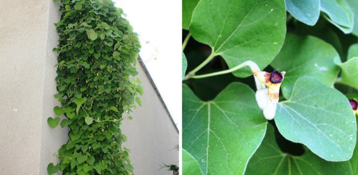 Birthwort for Vertical Gardening Garden