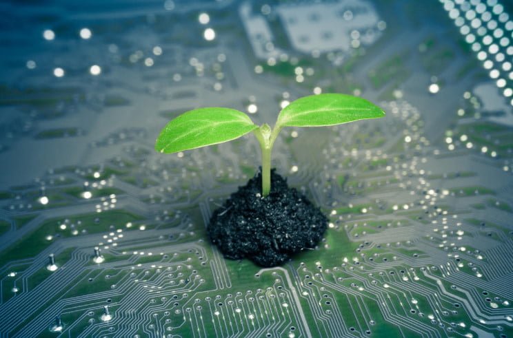 Can Plants Protect Humans From the Harmful Effects of the Computer?