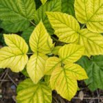 Chlorosis of Plants: What and How to Treat
