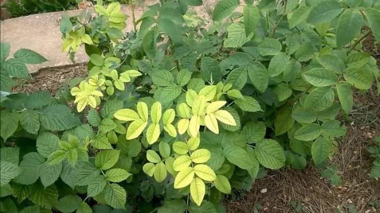 Chlorosis of Plants: What and How to Treat