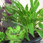 Composition of Ornamental Plants