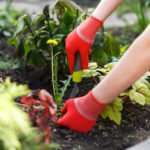 Electronic Tortilla Will Save the Garden From Weeds