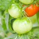 Fertilizing Tomatoes During Fruiting