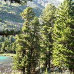 Grow Cedar in Your Garden