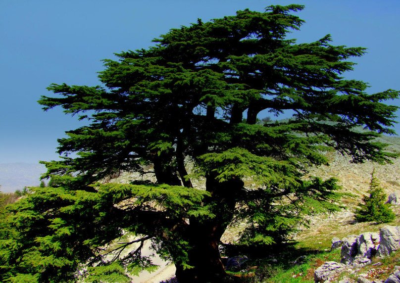 Grow Cedar in Your Garden