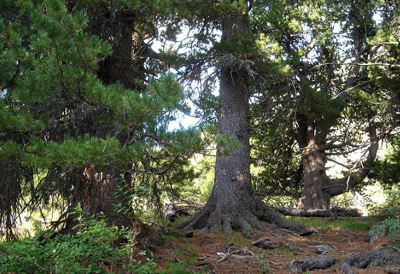 Grow Cedar in Your Garden