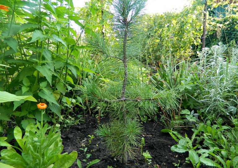 Grow Cedar in Your Garden Best Landscape Ideas