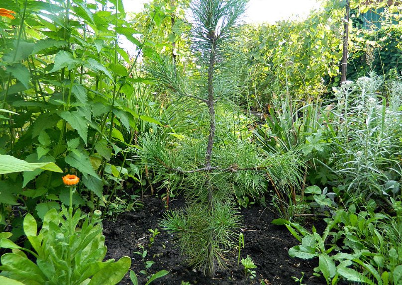 Grow Cedar in Your Garden