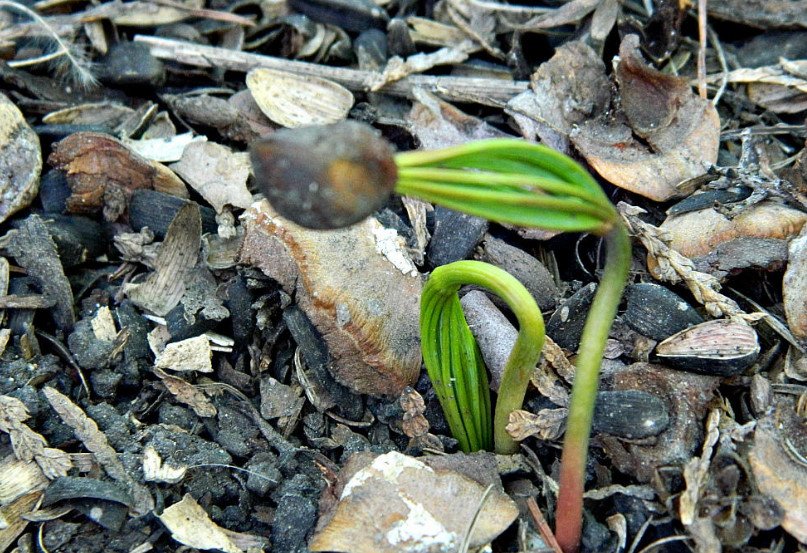 Grow Cedar in Your Garden