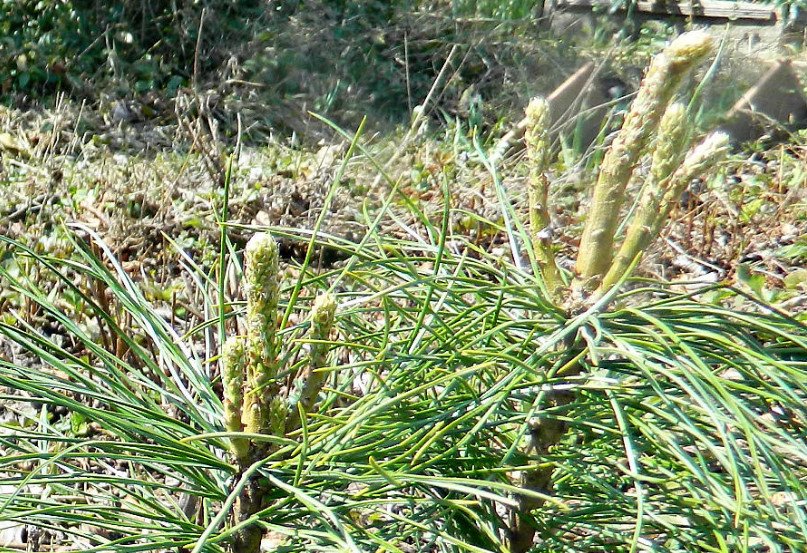 Grow Cedar in Your Garden