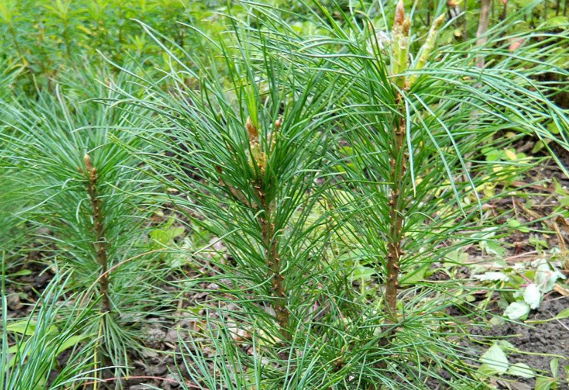 Grow Cedar in Your Garden